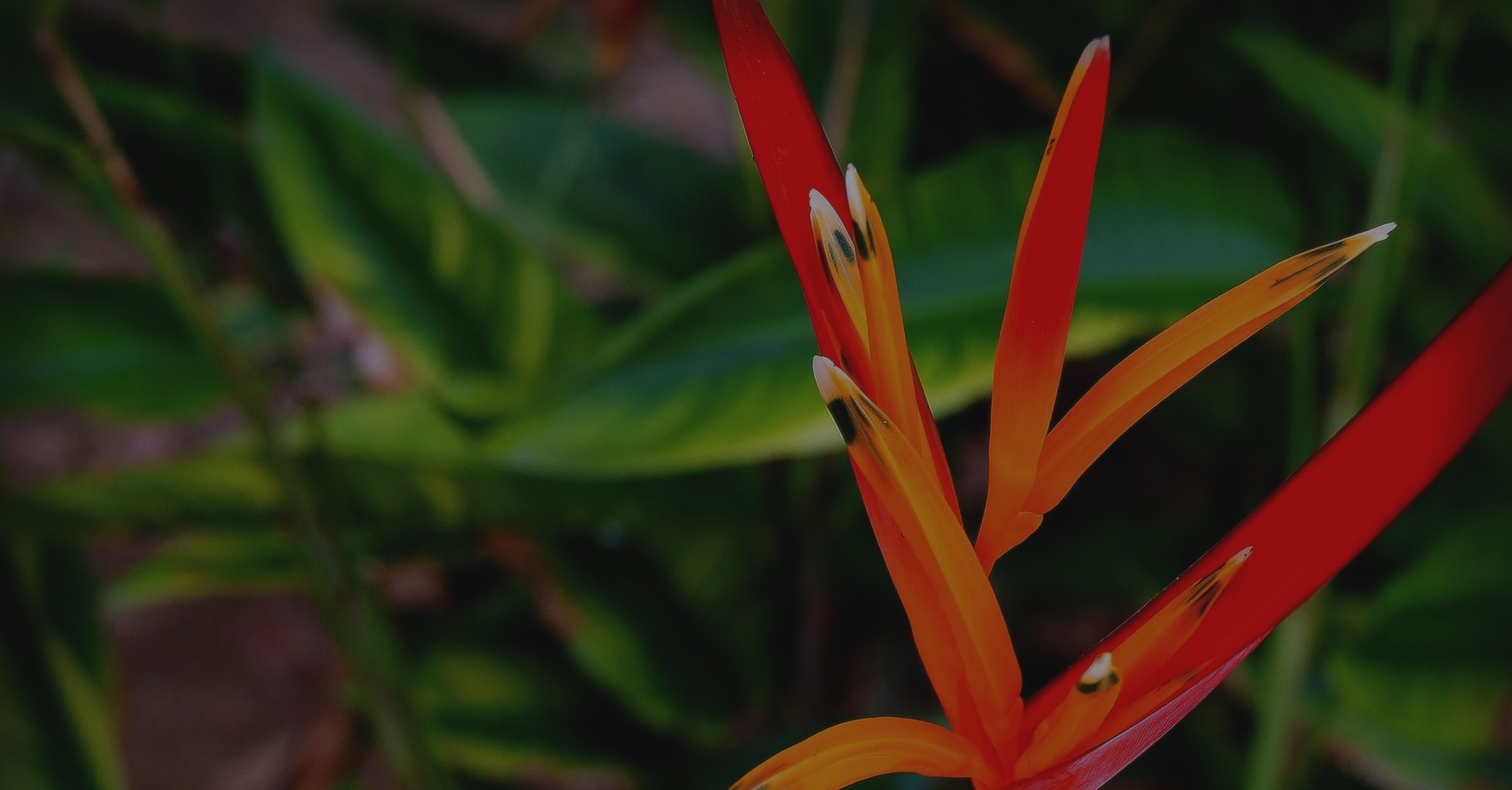 cópia de heliconia-psittacorum-564724_1920